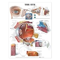 The Eye Anatomical Chart The Eye Anatomical Chart Wall Chart