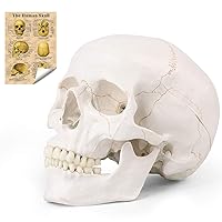 LYOU Human Skull Model for Learning (Line Painted Skull)