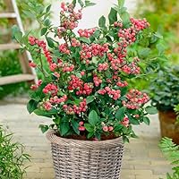 Brighter Blooms - Pink Lemonade Blueberry Bush, 3 Gal. - No Shipping to AZ, CA, HI, WA, and OR