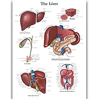 Liver Science Anatomy Posters for Walls Medical Nursing Students Educational Anatomical Human Organs Skeletal Muscles Poster Chart Medicine Disease Map for Doctor Enthusiasts Kid's Enlightenment Education W