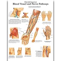 Blood Vessel and Nerve Pathways Science Anatomy Posters for Walls Medical Nursing Students Educational Anatomical Human Organs Skeletal Muscles Poster Chart Medicine Disease Map for Doctor Enthusiasts Kid's Enlightenment Education W