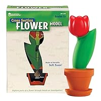 Learning Resources Cross-Section Flower Model, Classroom Foam Demonstration Model, Teaching Aids, 2 Piece Model, Grades 2+, STEM, Ages 7+