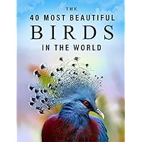 The 40 Most Beautiful Birds in the World: A full color picture book for Seniors with Alzheimer's or Dementia (The 