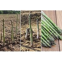 5 Asparagus Crown,Jersey Knight 2 Year Roots,Large,green spears tipped,Vegetable