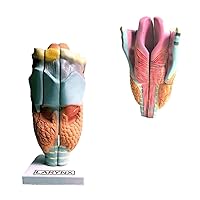 Scientific Human Anatomy (Larynx Model)