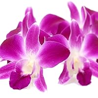 Fresh Loose Purple Dendrobium Orchid Blossoms 50 ct.