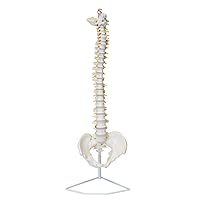 MonMed Life Size Vertebral Column Model with Spinal Nerves, Skull Base, and Pelvis – Flexible Spine Model with Stand