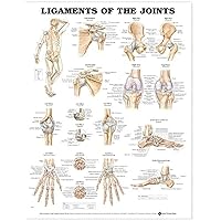 Ligaments of the Joints Anatomical Chart Ligaments of the Joints Anatomical Chart Wall Chart