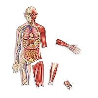 Learning Resources Double-Sided Magnetic Human Body, 3 Foot Tall, 17 Pieces, Ages 5+,Multi