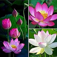 QAUZUY GARDEN- 10 Seeds Lotus Flower Seeds Nelumbo Nucifera Sacred Lotus Lily Mixed Colors Pink White Colorful and Striking Water Plant Fragrant Low-Maintenance