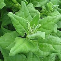 Spinach Seeds - New Zealand - 5 Pounds - Vegetable Seeds, Heirloom Seed Easy to Grow & Maintain, Fast Growing, Leafy Vegetable, Container Garden