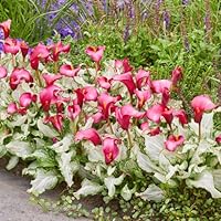 BRECK'S - Frozen Queen Calla Lily - A one of Kind Calla Lily That Will Make a Huge Statement in Your Garden or as a Potted Plant on Your Summer Patio - 1 dormant Bulb per Offer