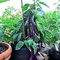 Eggplant, Long Purple Eggplant Seeds, Heirloom, Non GMO, 100 Seeds, Garden Seed, Long Purple, Heirloom, Non GMO, Garden Seed