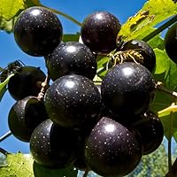 Black Muscadine Grape Vine Plant Live for Planting Outdoor, Grape Plant Live Grape Tree 1 to 2 Years Old, Muscadine Grape Fruit Tree Plant Live, Cannot Ship to WA