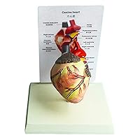 Animal Canine Heart Anatomy Model – Anatomical Dog Heart Model - 2 Part Heart Models Anatomy Medical Heart Model,18X14X24cm
