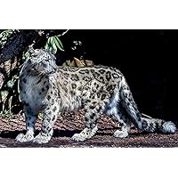 Puzzles for Adults 1000 Piece -Wooden Puzzle -Snow Leopard- Large Puzzle Game 1000 Pcs Artwork Jigsaws DIY Gifts for Adults Teens Kids Families