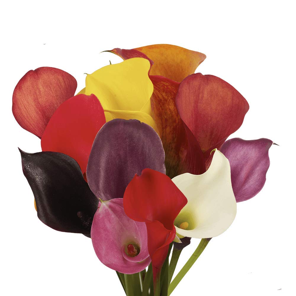 GlobalRose 10 Calla Lilies- Beautiful Assorted Color Blooms- Fresh Flowers for Delivery