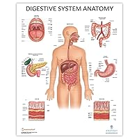 Anatomy Lab Human Digestive System Anatomy Poster, LAMINATED, Anatomy and Physiology, 17.3 x 22.5 Inches, Body System Diagram, Anatomical Chart for Education Learning and Students Laminated Digestive System Model & Anatomy Charts