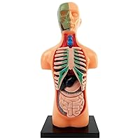 Science Kits Toys Human Body Model for Children 5.5 inches 3D Anatomy Anatomy Model Anatomy Jane Doll for Student