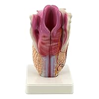 Teaching Model,Human Larynx Joint Simulation Model Biology Teaching Education Equipment School Training Anatomical Model for Science Classroom Study Display Teaching