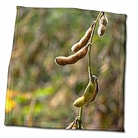 3dRose Soy Beans pods Agriculture - NA01 DFR0022 - David R. Frazier - Towels (twl-83372-3)