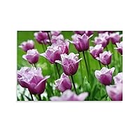 Plant Flower Photography Art Canvas Print Decorative Poster - Purple Tulip Picture Decorative Poster Canvas Painting Posters And Prints Wall Art Pictures for Living Room Bedroom Decor 08x12inch(20x30