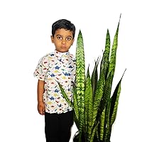 Dinosaur Print 100% Cotton Shirt for Boys/Full Button Down Shirts/Kids Cotton wear/Kids Summer Shirts