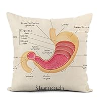 Linen Throw Pillow Cover Esophagus of Diagram Human Stomach Anatomy Esophageal Organ Gastritis Home Decor Pillowcase 18x18 Inch Cushion Cover for Sofa Couch Bed and Car