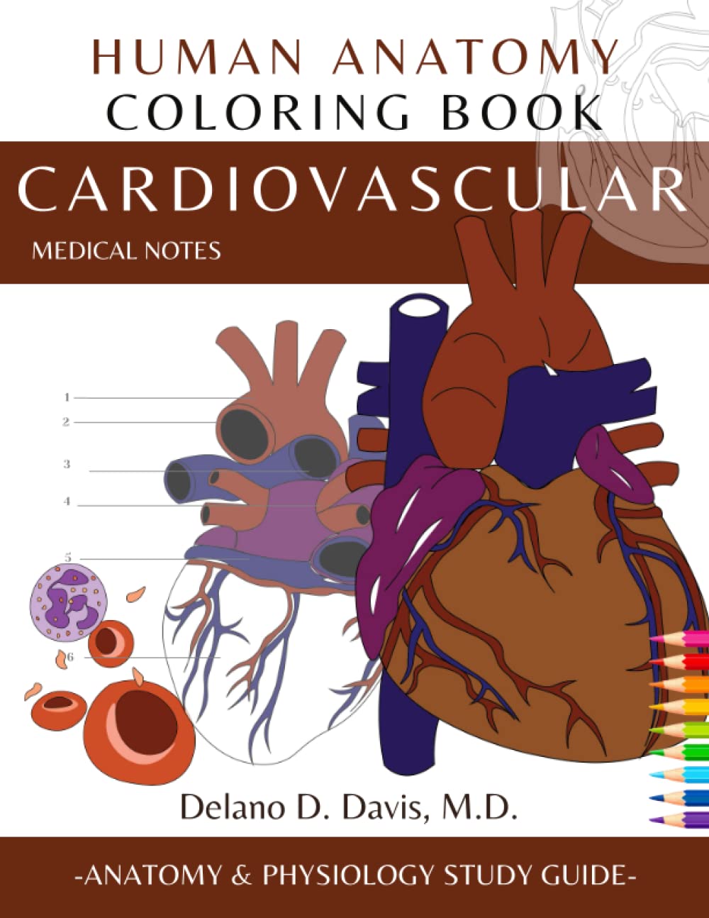 Detailed　Illustrations　chính　Physiology　Medical　Medical　Mua　Students　with　hãng　Amazon　Human　2023　Anatomy　Cardiovascular　Nursing　Book:　Anatomy　Coloring　and　Mỹ　Notes:　Guide　and　trên　Giaonhan247　Study　For