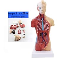 15 Parts Primary and Secondary School Education of 26cm / 10.24in Torso Model Human Anatomy Organ Structure Model
