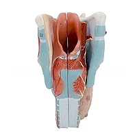 Human Larynx Anatomy Model 2X Enlarged Anatomical Larynx Model Detachable Human Throat Model Anatomy for Diseases Study Throat Anatomy Model