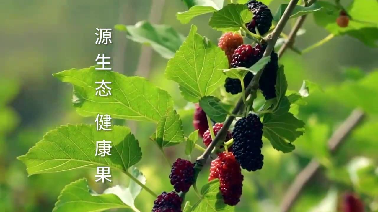 Mua 特级桑葚 桑葚干 Wild Black Dried Mulberries 200g (7.05oz) Hei Sang Shen ...