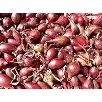 Holland Red Shallots Bulbs (Bag of 10) Plant Spring and Fall
