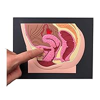 Female reproductive Part Rubber matt Model, Female Genital Organ, Uterine Medical Teaching Anatomical 6.5x8inch Gynecology, Human Anatomy Replica