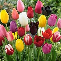 3pcs Tulip Bulbs Mixed Tulips Varieties Collection Tulips Bulbs for Gardens Spring Flowering Bulbs Ready to Plant Flower Bulbs Add a Pop of Vibrant Color to Your Garden with Beautiful Tulip Bulbs