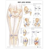 ACC Hip and Knee Anatomical Chart