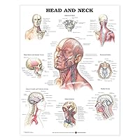 Head and Neck Anatomical Chart