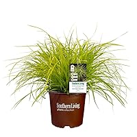 2.6 Quart Southern Living Plant Collection Everillo Carex Grass