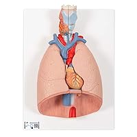 3B Scientific G15 Lung Model w/ Larynx 7 part - 3B Smart Anatomy