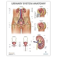 Anatomy Lab Human Urinary System Anatomy Poster, LAMINATED, Anatomy and Physiology, 17.3 x 22.5 Inches, Body System Diagram, Anatomical Chart for Education Learning and Students
