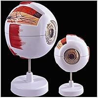 6X Enlarged Eyeball Anatomical Model Shows Optic Nerves Cornea Iris Lens and Vitreous Body with Removable Stand Dissectible into 6 Parts Human Eye Anatomy Model with Removable Stand