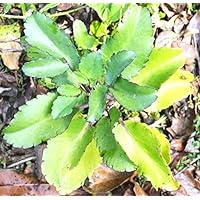 Amarpoi Kalanchoe pinnata Air Plant Bryophyllum Pinnatum Patharchatta Fresh Leaves 10 and Grow Your Own Plant