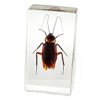Cockroach Paperweight (2.9x1.6x1)