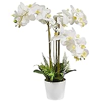28 inches Phalaenopsis Orchid in White Round Pot