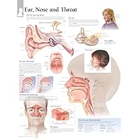 Ear, Nose & Throat chart: Wall Chart