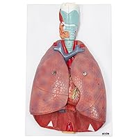 Axis Scientific 3/4 Life-Size Human Lung and Respiratory System Model - 7 Removable Parts Includes 2-Part Heart, Detachable Larynx, and Full Color Product Manual