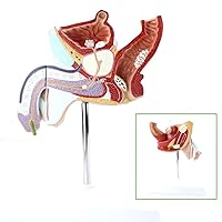 Teaching Model,Male Reproductive Model, Male Genital Model, Urinary System Anatomy Model, Learn About Human Anatomy, Lab Demonstration Model Display