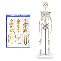 Human Skeleton Model for Anatomy,17”Mini Human Skeleton Model with Movable Arms and Legs,Scientific Model for Study Basic Details of Human Skeletal System