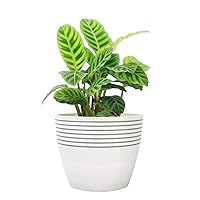 LA JOLIE MUSE Indoor Planter Flower Pot - Plant Pots for Indoor and Outdoor Plants, Contemporary Chic Planter with Stripe Pattern, 9.4 Inch, White & Slate Gray
