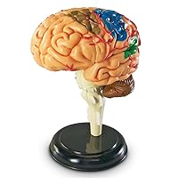 Learning Resources Brain Model 3.75 inches
